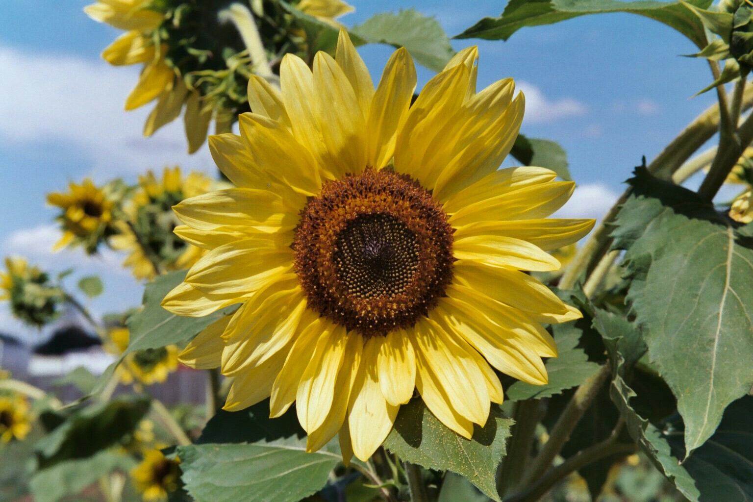 75 Sunflower ‘Lemon Queen’ Flower Seeds Helianthus annuus