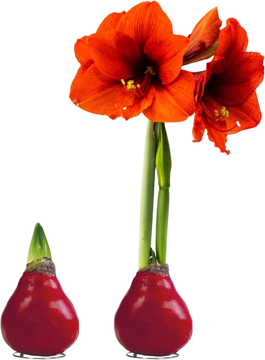 Waxed Amaryllis Bulb – Red Wax with Red Blooms – Live Holiday Gift Plant, Easy C