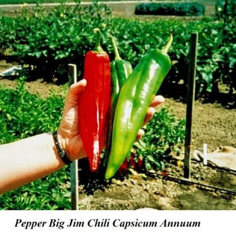50+ Organic Largest Hot Big Jim Chili Pepper Seeds, NON – GMO 2025 Season