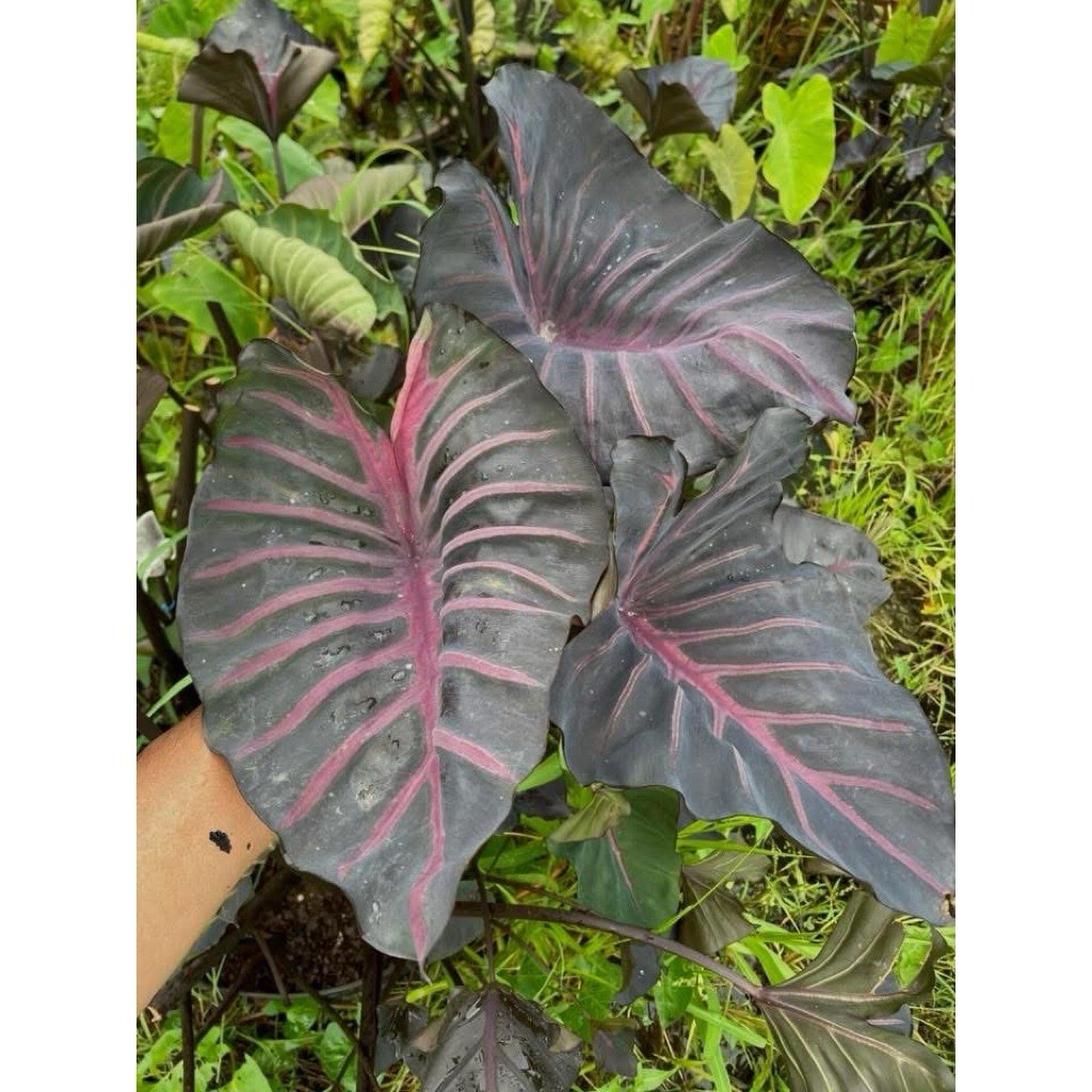 AUTHENTIC Colocasia Grail of Blood 1 bulb