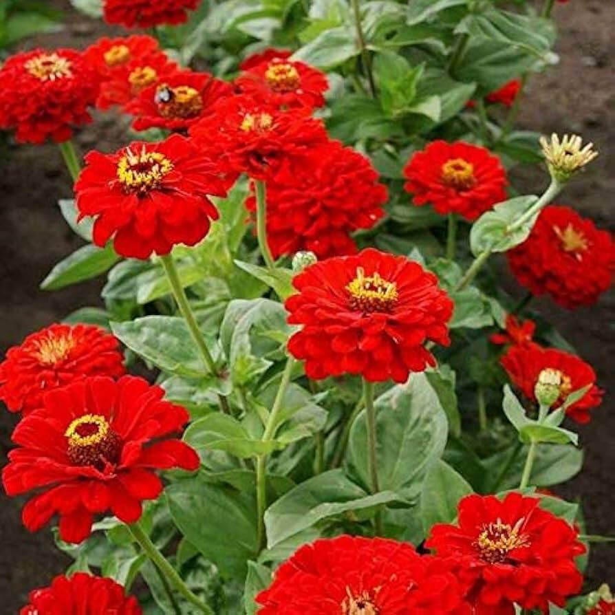 750+ CHERRY QUEEN ZINNIA COLORFUL FRESH HARVEST FOR GARDENS