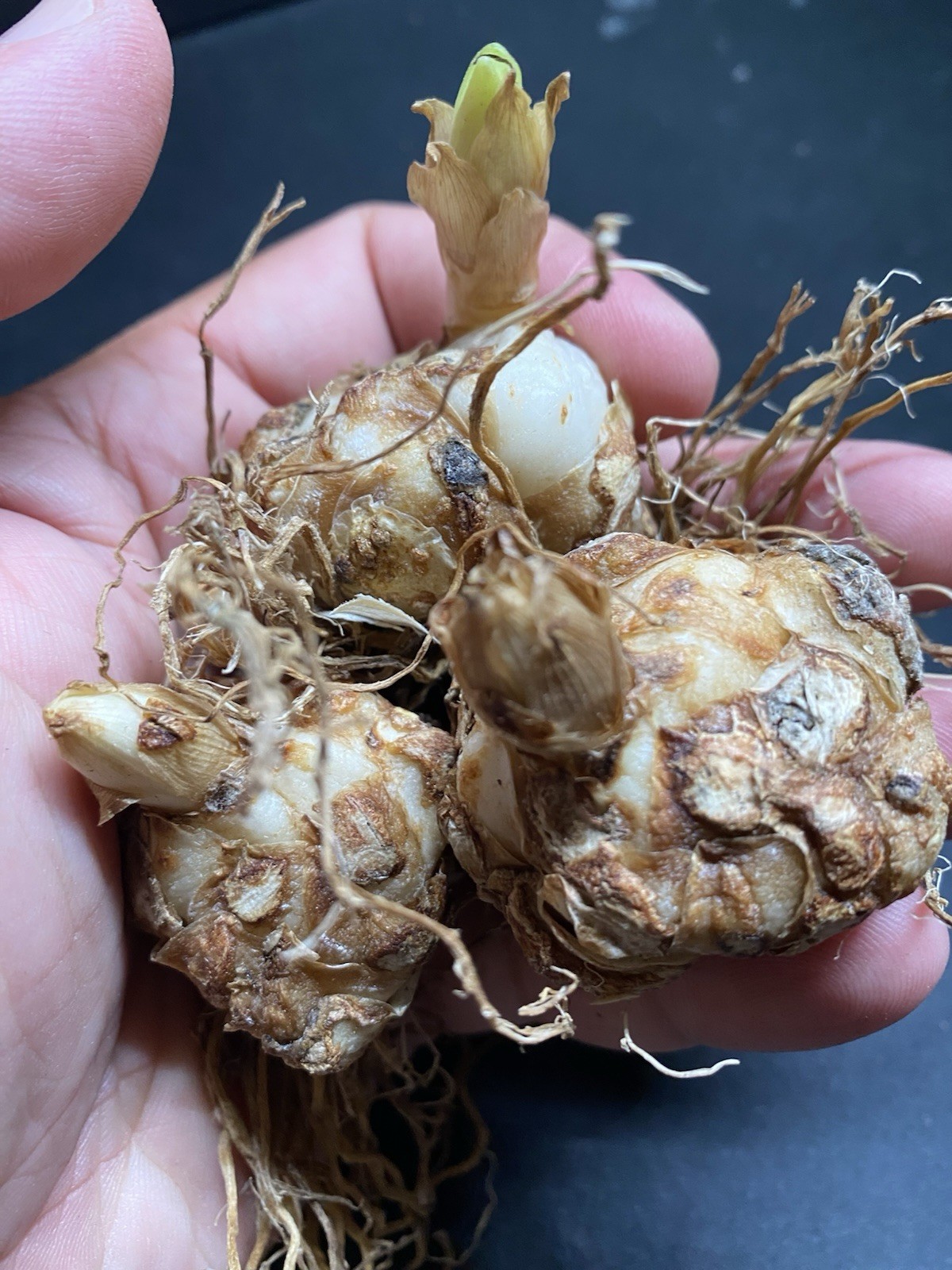 3 Black Landini Asiatic Lily Bulbs