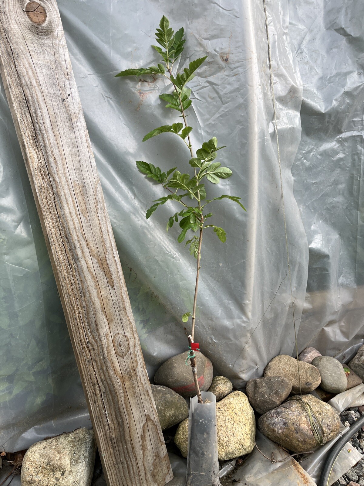 3-4 Ft Tall Ivan’s Belle (Granatnaya) Grafted Mountain Ash Hybrid