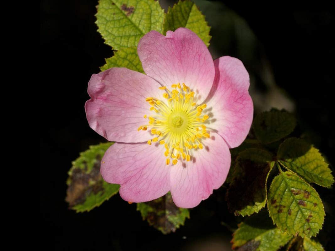 50 Dog Rose Bush Seeds to Plant Rosa canina Beautiful Flowers Tasty Red Berries