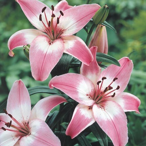 1 ROSELLA’S DREAM Asiatic Live Flower Bulb * SHOWY PERENNIAL * Spring Shipping