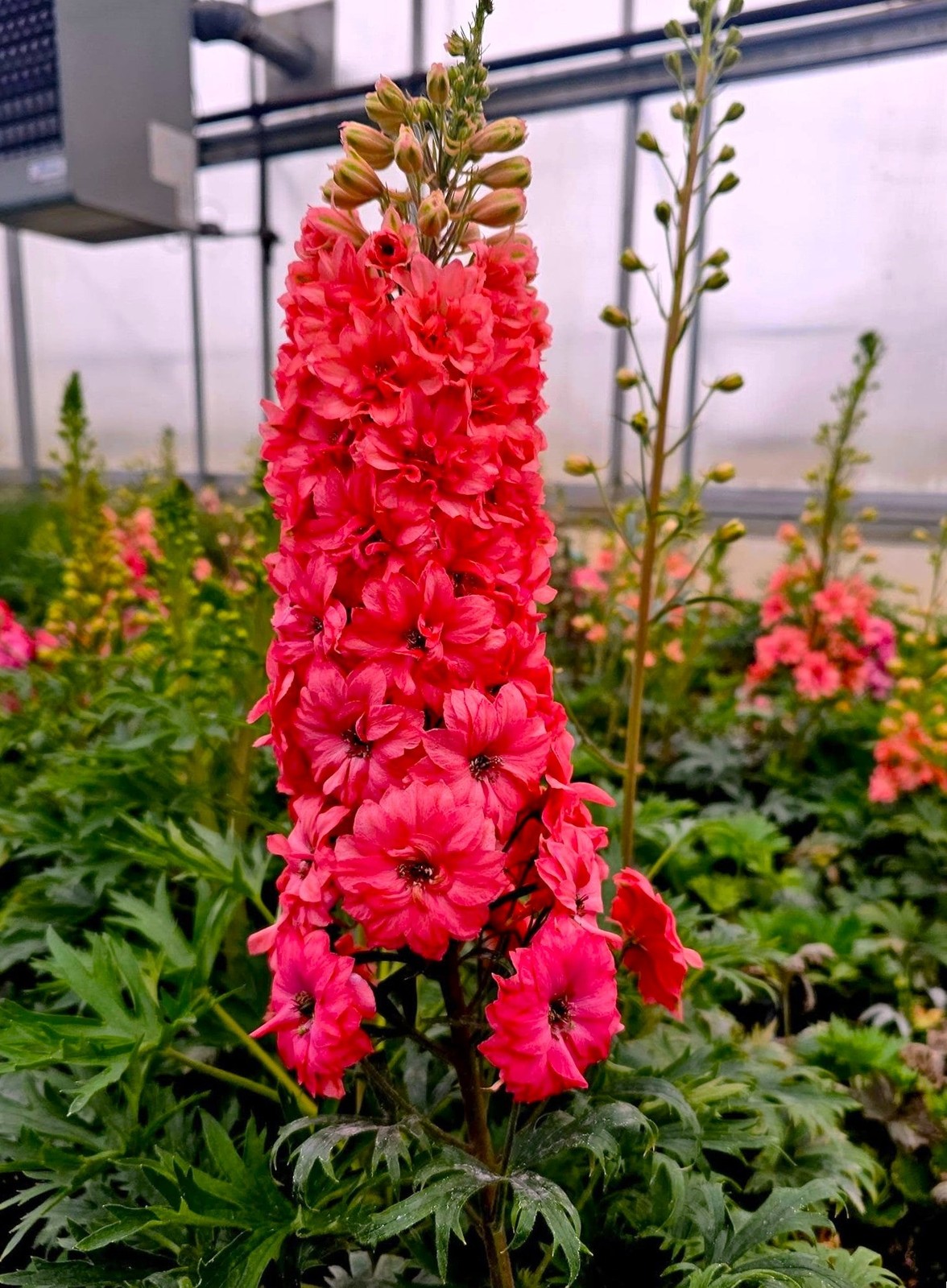 Scarlet Spire Rocket Larkspur Seeds – For 2025 Planting Red Delphinium Consolida