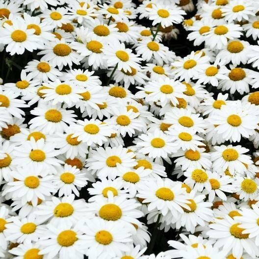 500+ SHASTA DAISY SEEDS —— HEIRLOOM ——- CUT FLOWERS