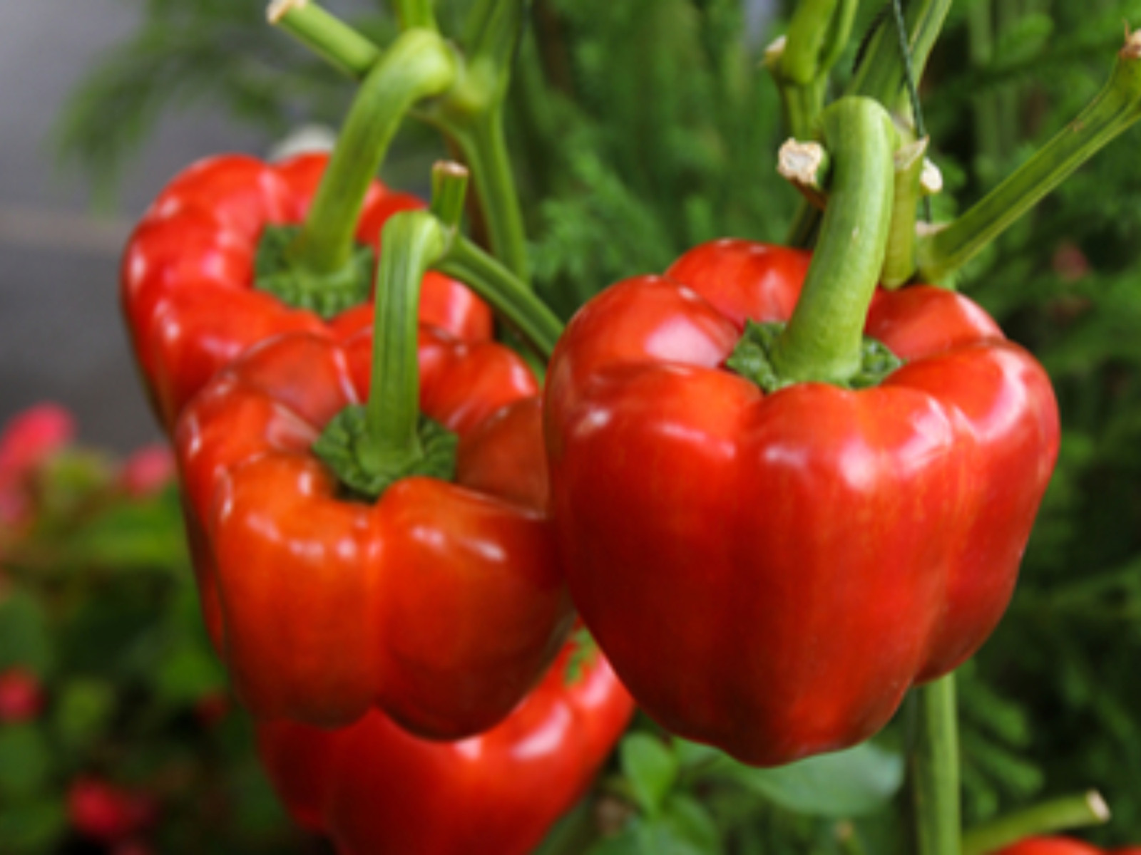 20 Seeds| Pepper Seeds – Sweet – Big Red