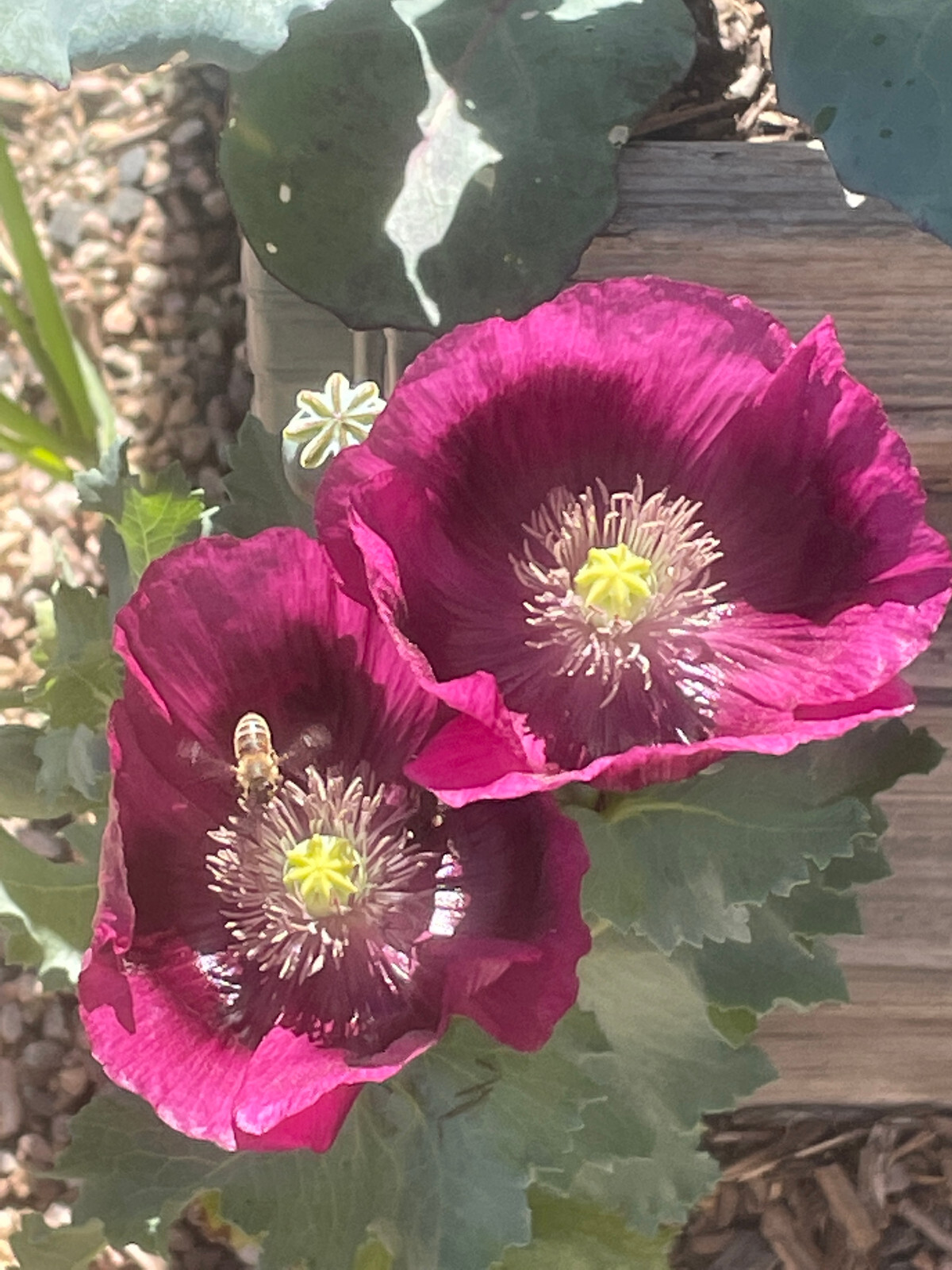 Homegrown Pam & Lauren’s Grape Poppy Seeds, 2 gram pack, PROLIFIC, Plant in Fall