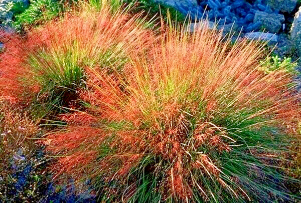 30 UNDAUNTED RUBY MUHLY GRASS SEEDS – Muhlenbergia reverchonii Undaunted’