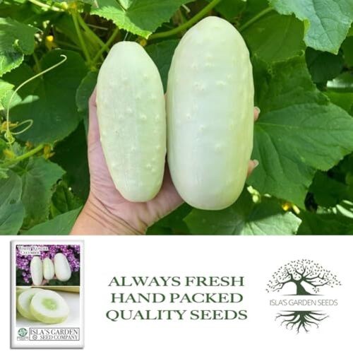 White Wonder Cucumber Seeds – 50+ Heirloom Non-GMO Seeds by Isla’s Garden