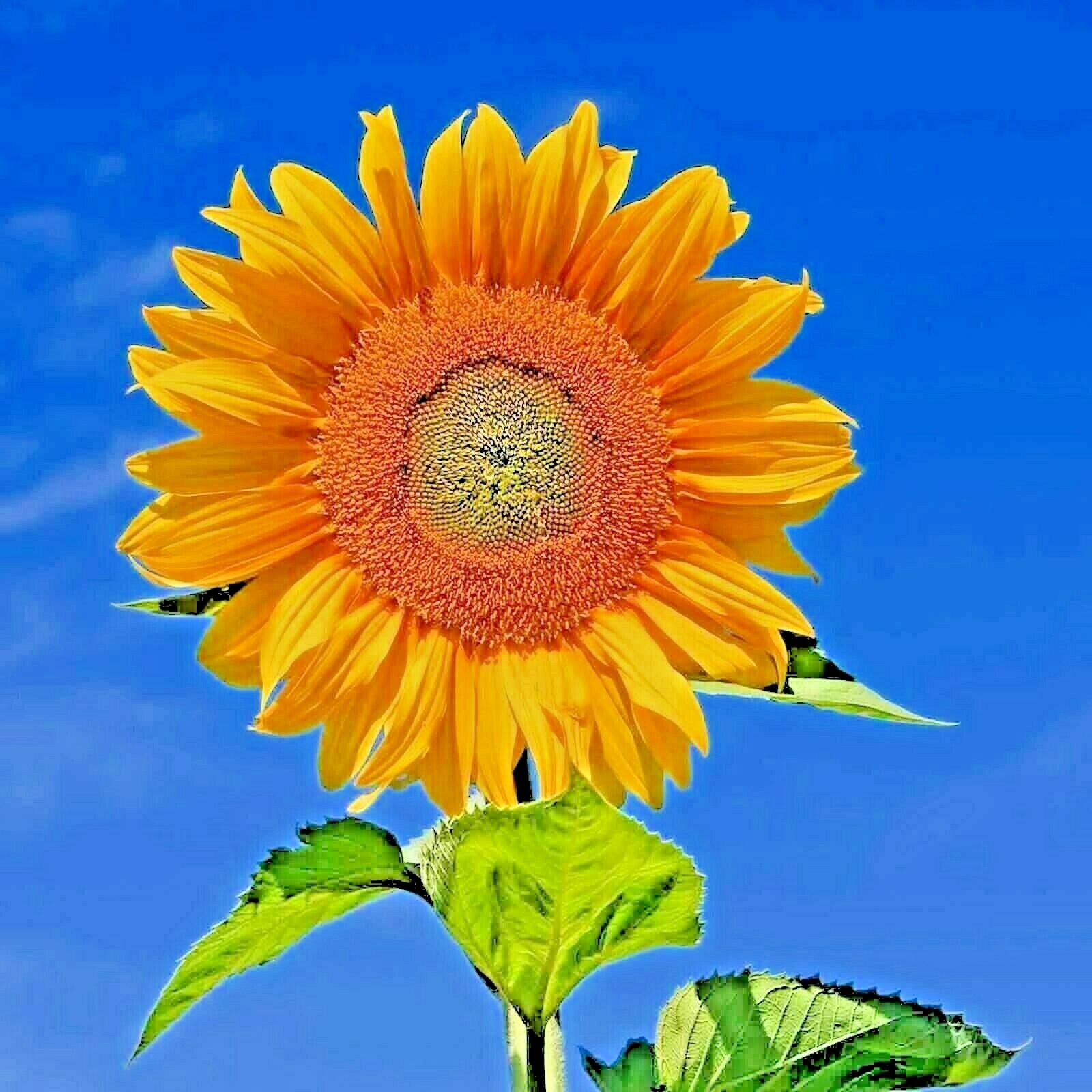 50+ RARE TAIYO SUNFLOWER SEEDS PLANTING ORGANIC TALL FLOWERS HEIRLOOM NON-GMO US
