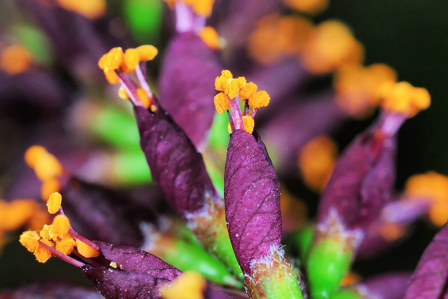 100 False Indigo Bush Seeds for Planting Amorpha fruticosa