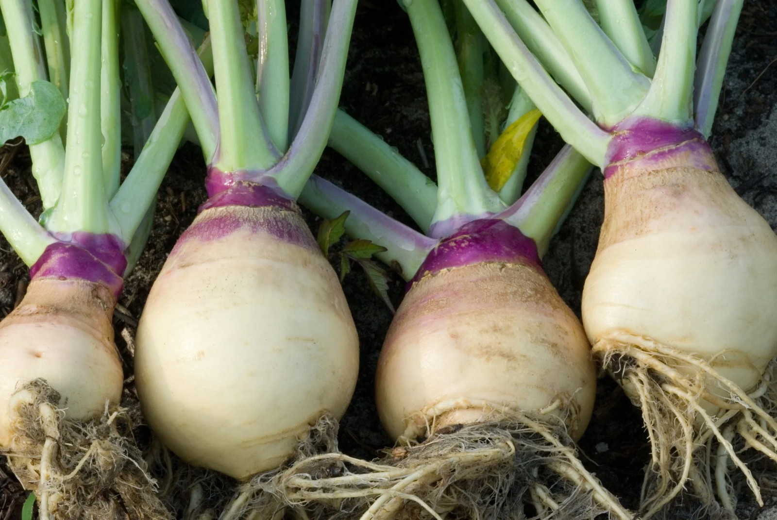American Purple Top Rutabaga Seeds | Swede Wax Turnip Neep Vegetable Seeds 2024