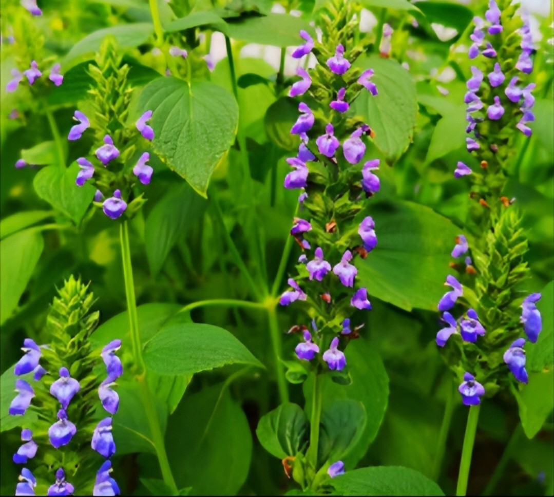 Mexican White Chia SEEDS (Salvia hispanica)