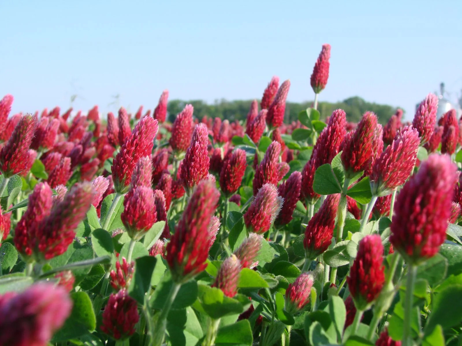 Crimson Clover Seeds | USA Garden Flower Blood Red Cover Winter Annual Seed 2024
