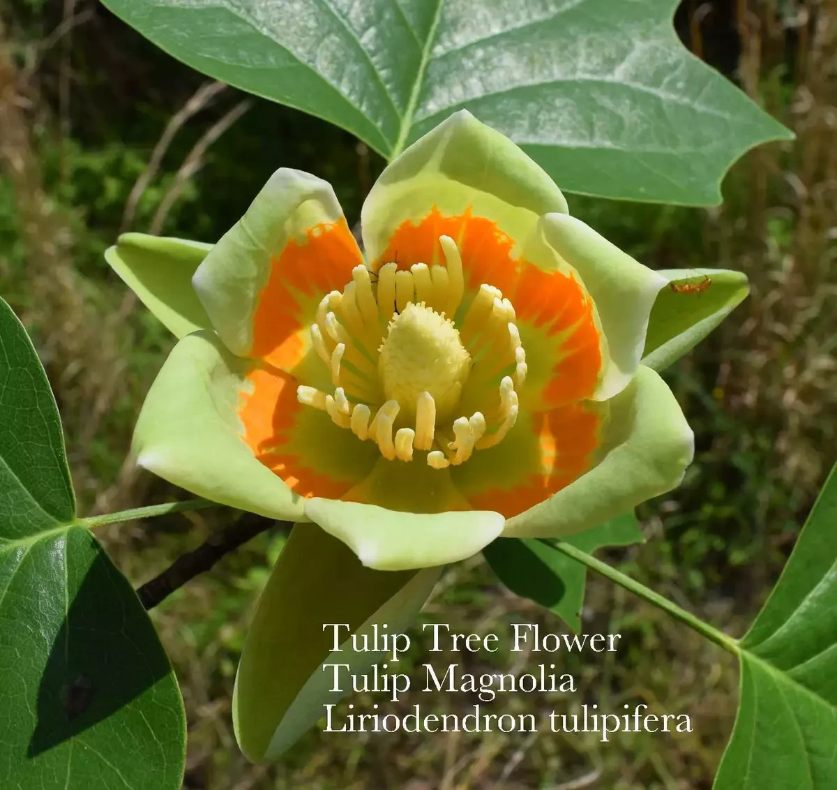 36 American Tulip Tree, Tulip Magnolia , Tulip Poplar, Tuliptree, Whitewood