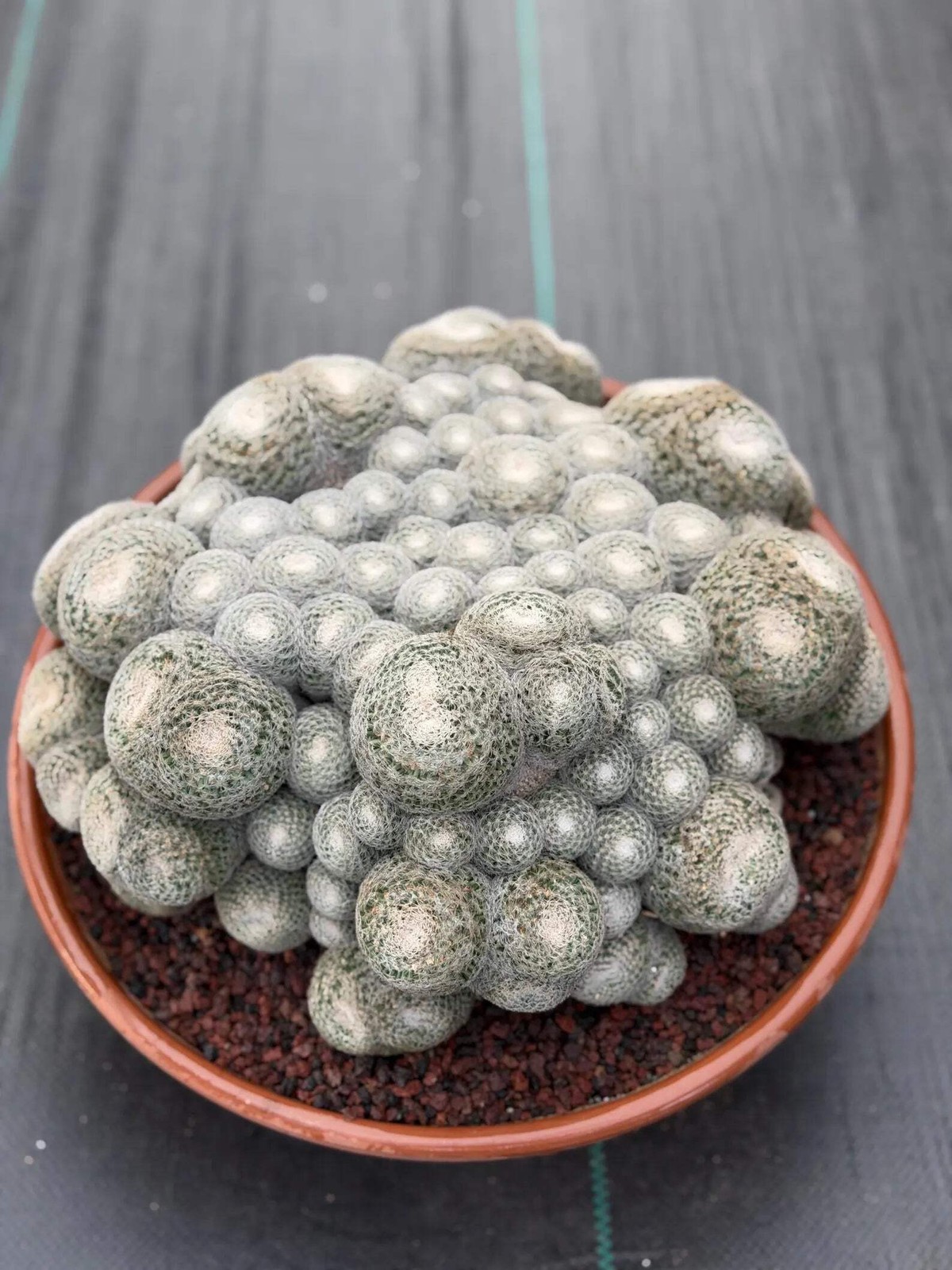 Mammillaria Perbella Monster Cluster | Rare Specimen Live Cactus Plant