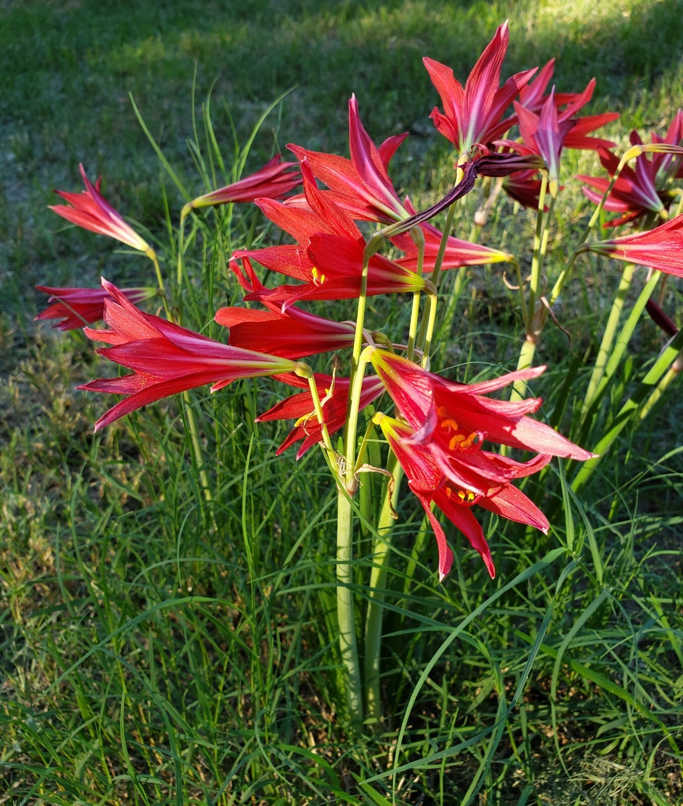 Oxblood Lily Bulbs Lilies Rain Schoolhouse Hurricane Rhodophiala bifida