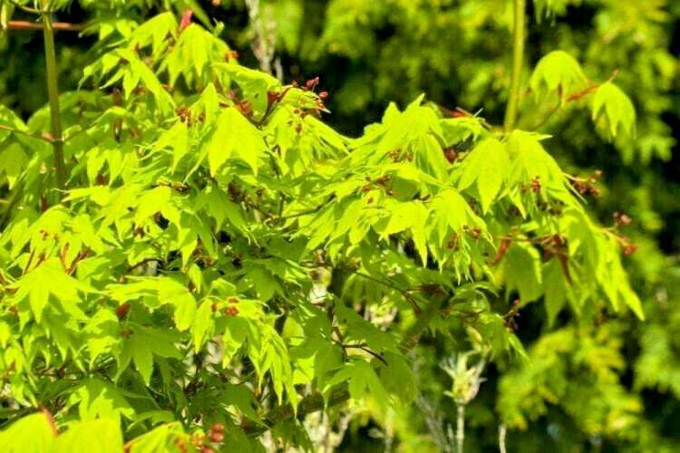 15 AUTUMN GLORY JAPANESE MAPLE SEEDS – Acer palmatum ‘Autumn Glory’