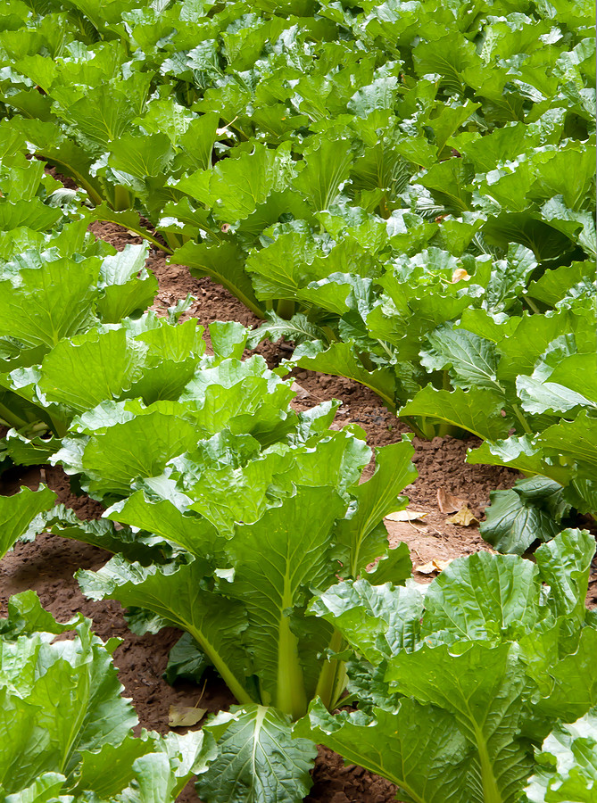 600+MICHIHILI Cabbage Seeds Organic Asian Spring Fall Vegetable Garden Container