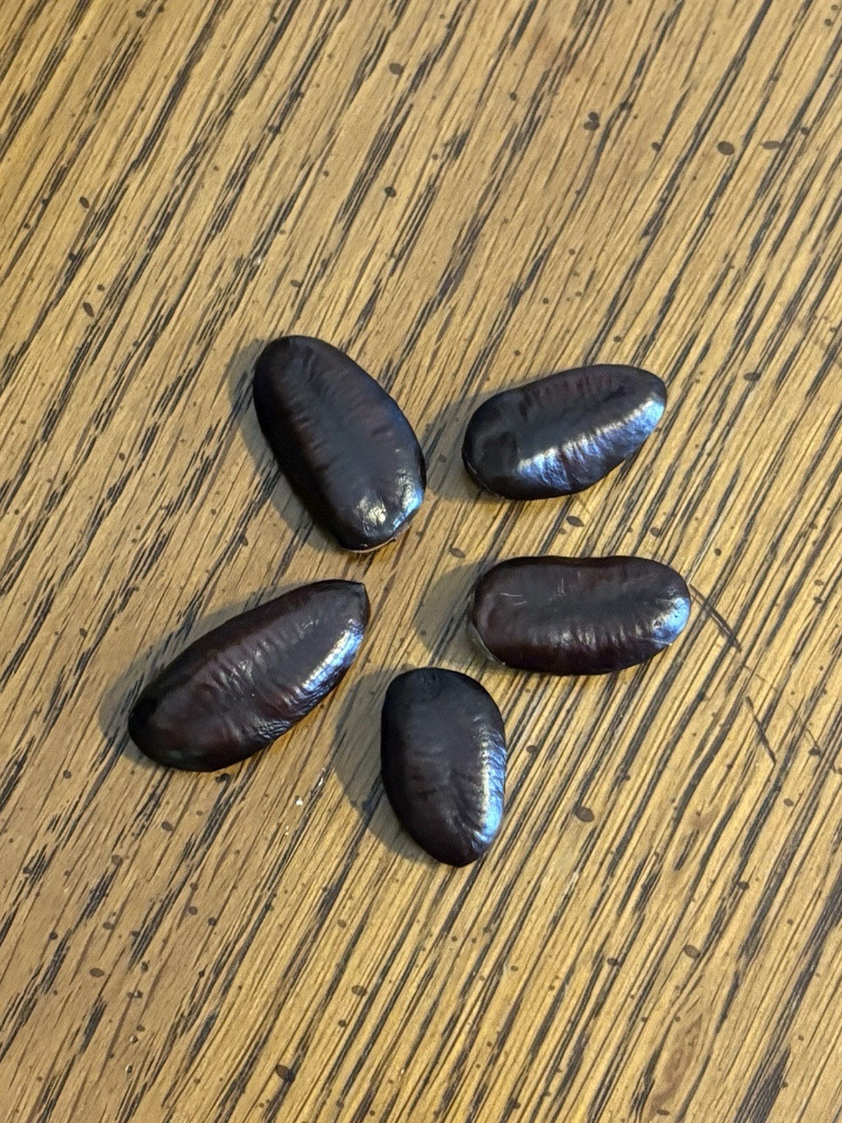 5 Stratified 2025 Wild Ohio Paw Paw Fruit Tree Seeds Asimina Biloba