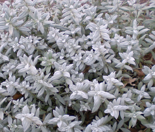 SNOW IN SUMMER Cerastium Tomentosum – 15,000 Bulk Seeds