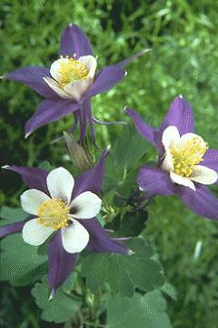 Aquilegia caerulea Songbird Blue Jay 100 seeds