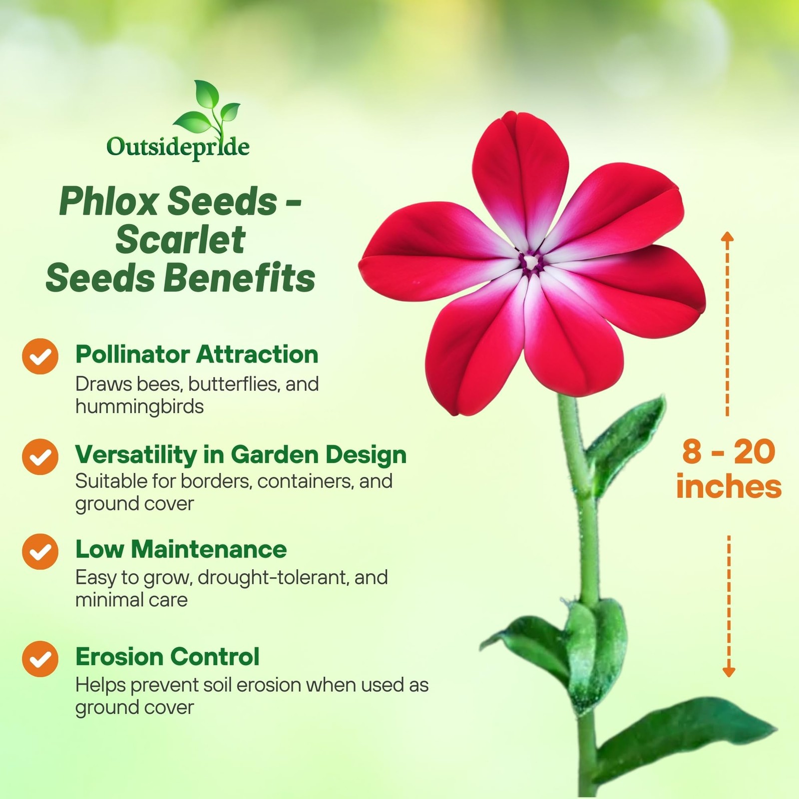 Scarlet Phlox Seeds – 1/8 lb. Annual, Compact & Self-Seeding Flower Seeds for…