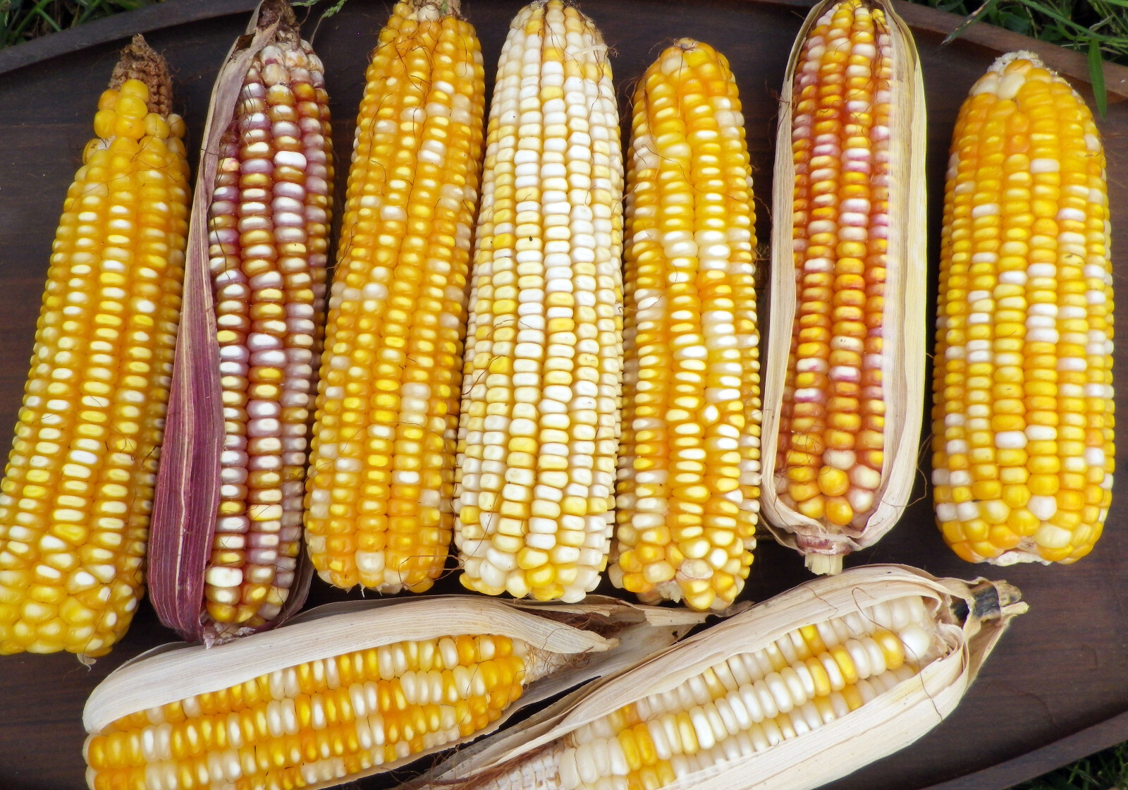 Chiapas Tuxpeño Yellow corn seeds (1 lb) / MEXICAN HEIRLOOM CORN / SUPER RARE