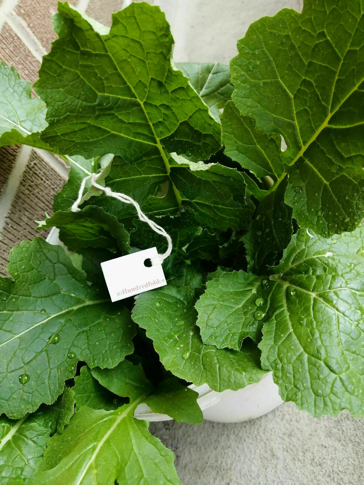 Purple Top White Globe Turnip 1000 Vegetable Seeds Brassica rapa Survival Garden