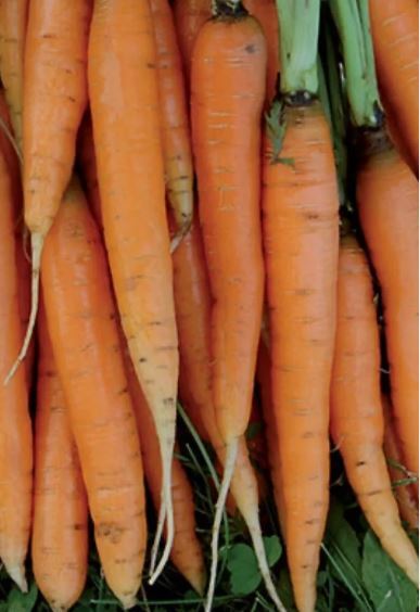 Scarlet Nantes Carrot Seeds – NON-GMO / Heirloom – Free Shipping