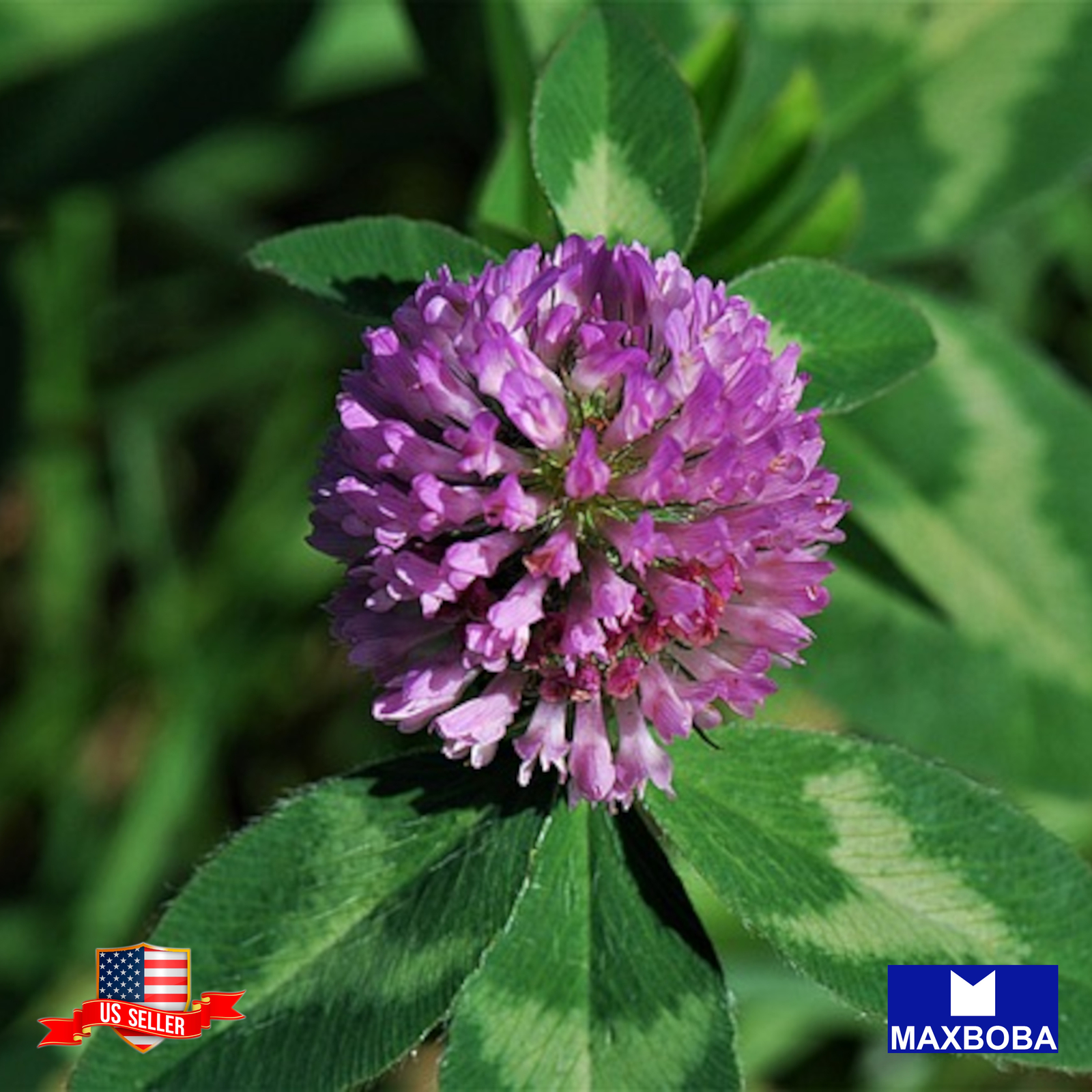 2000 Clover Seeds Strawberry Non-GMO Heirloom BOGO 50% OFF