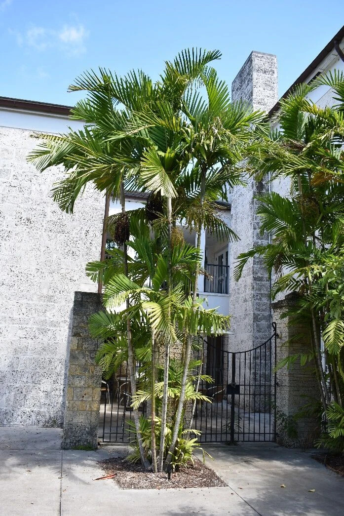 10 Ptychosperma macarthurii palm tree seeds + Free Gift, MacArthur Palm R