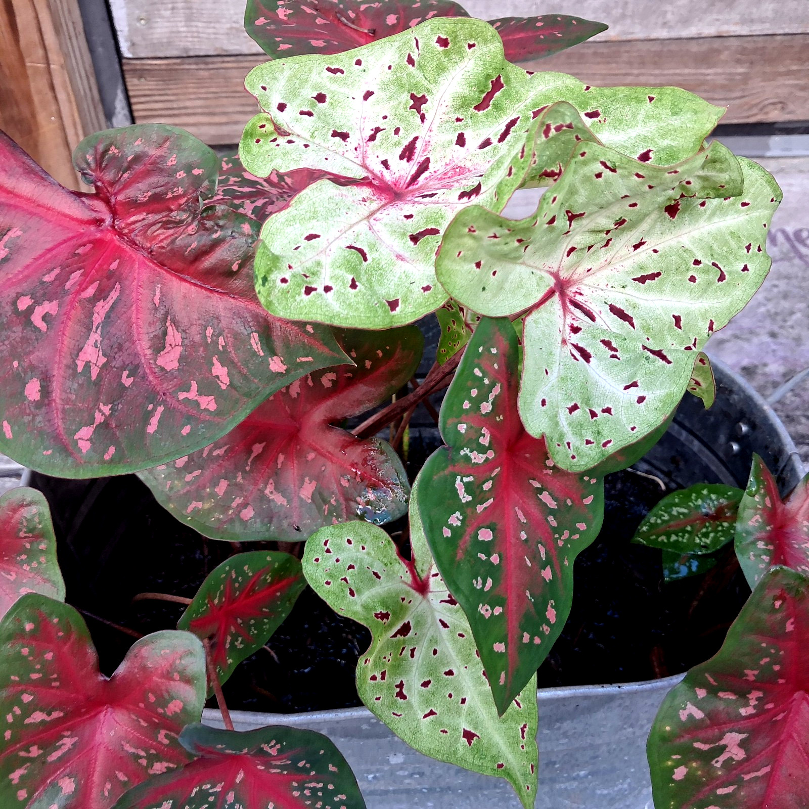 Caladium Bulbs for Planting , Mix 7 Bulbs Multi Colors from Florida