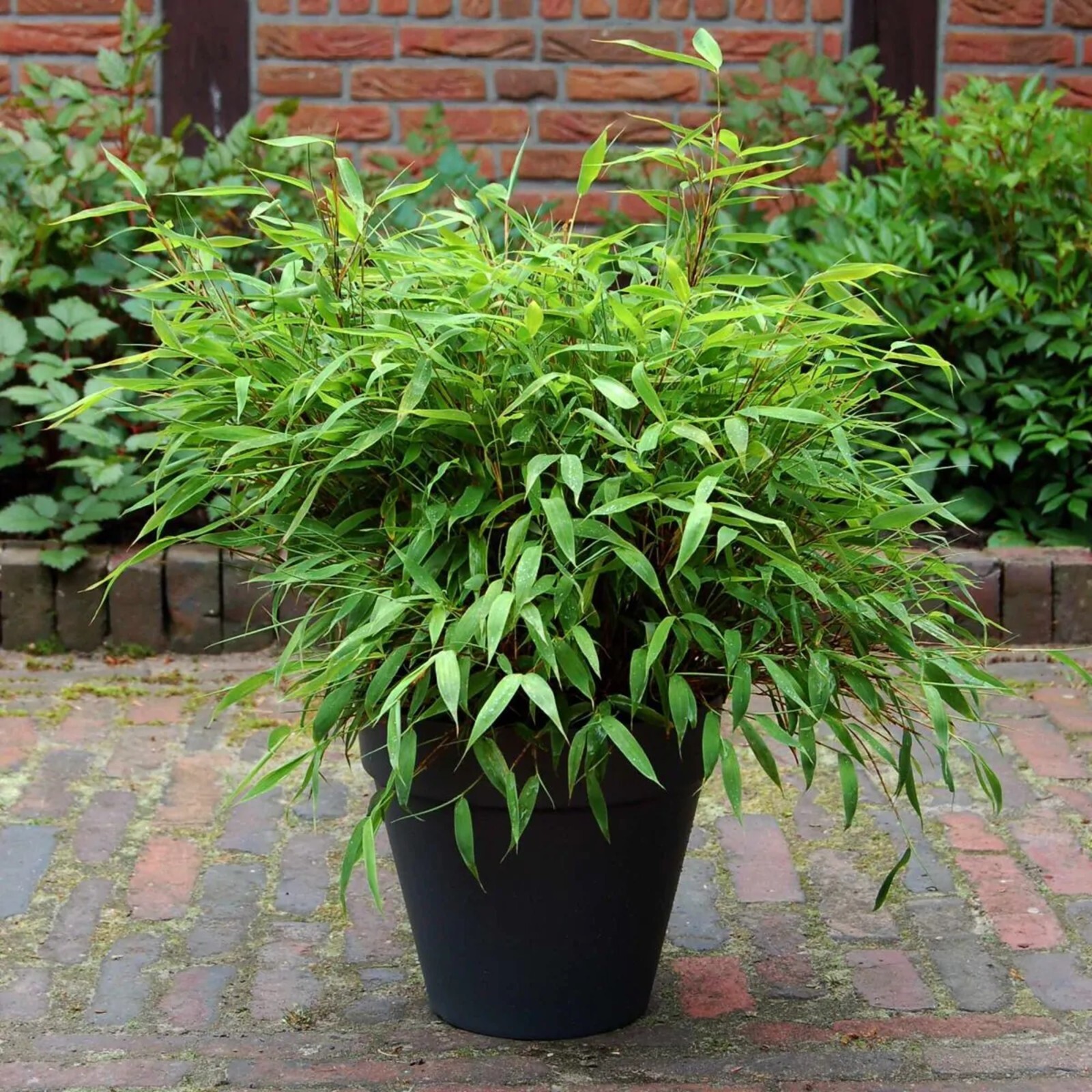 100 Dwarf Fountain Bamboo Seeds Perennial Ornamental Seed Privacy US SELLER