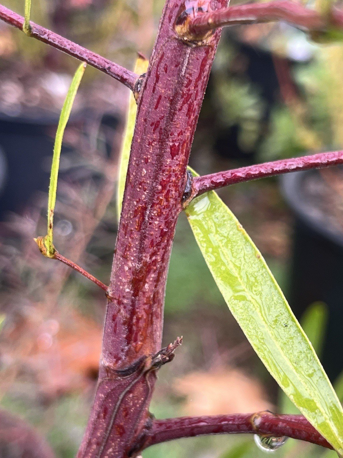 Seeds Of 100+ Acacia Species