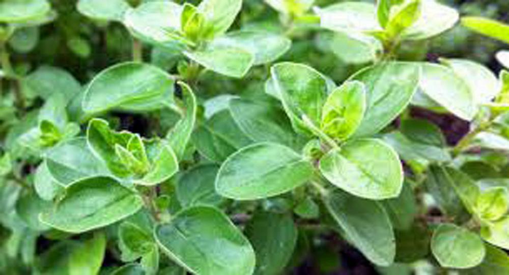 Marjoram Seed , Sweet, Heirloom , NON GMO, Herb , 100 Majoram Seeds