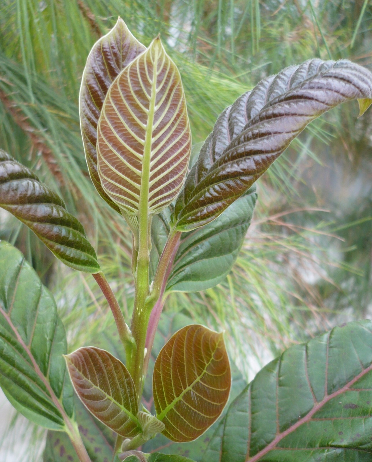 Camptotheca Acuminata 700 Seeds, Happy Tree, Tree Of Life, Cancer Tree