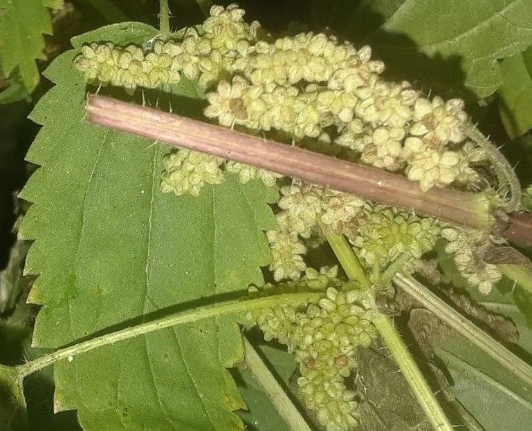 1 cup of dried Stinging Nettle Seeds (Urtica Dioica) 1.2 OZ (USA SELLER)