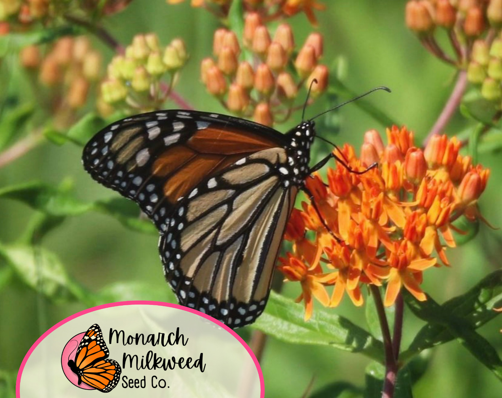 150+ ORANGE BUTTERFLY MILKWEED SEEDS | Monarch Butterfly Native Pollinator Plant
