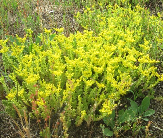 SEDUM TASTELESS STONECROP Sedum Sexangulare – 200 Bulk Seeds