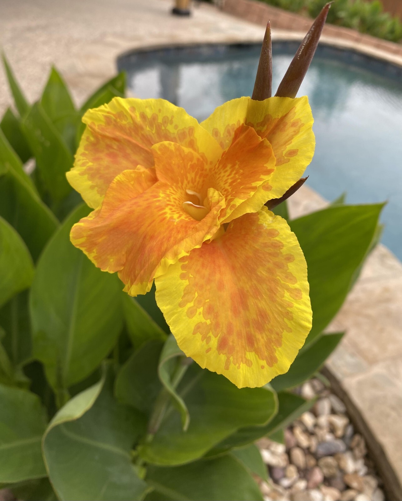 Yellow & Orange Canna Lilly PlantCoyoles Amarillos Con Anaranjado. Check 3 Pic