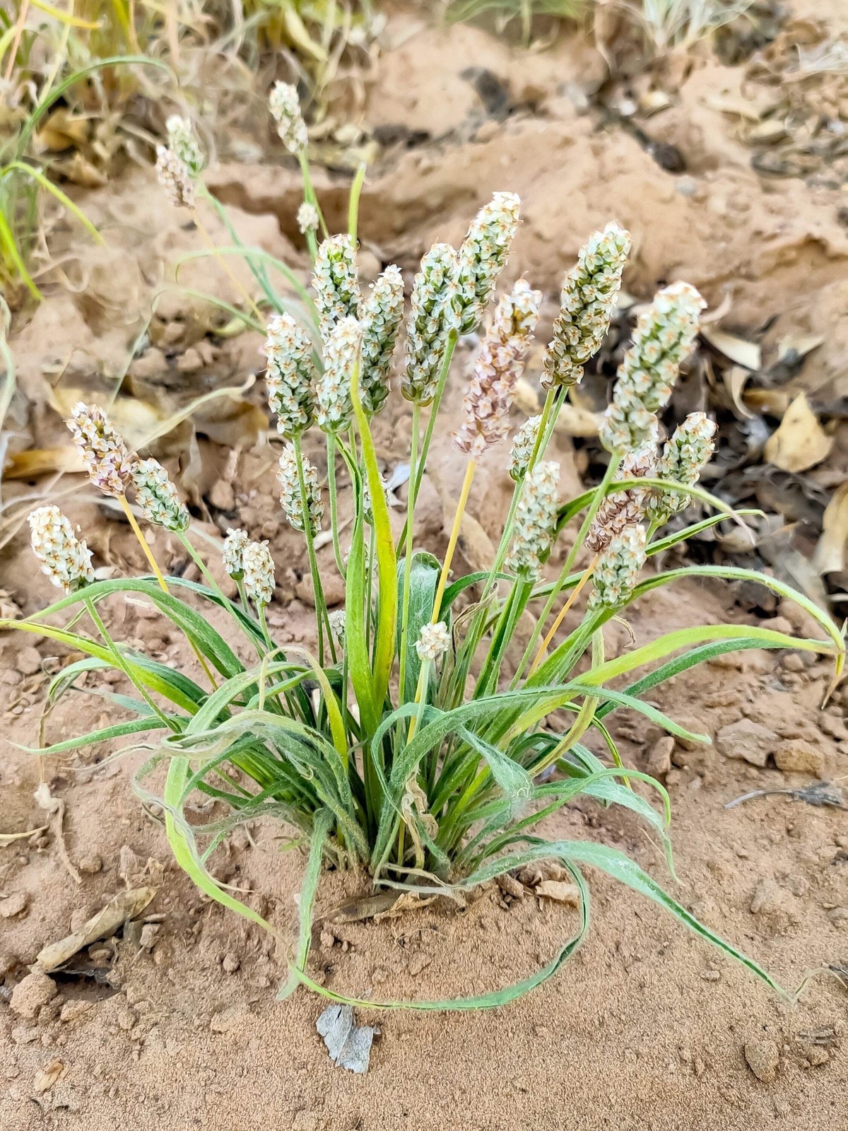 1000 Dark FRENCH PSYLLIUM Plantago Psyllium Herb Flower Flea Seeds