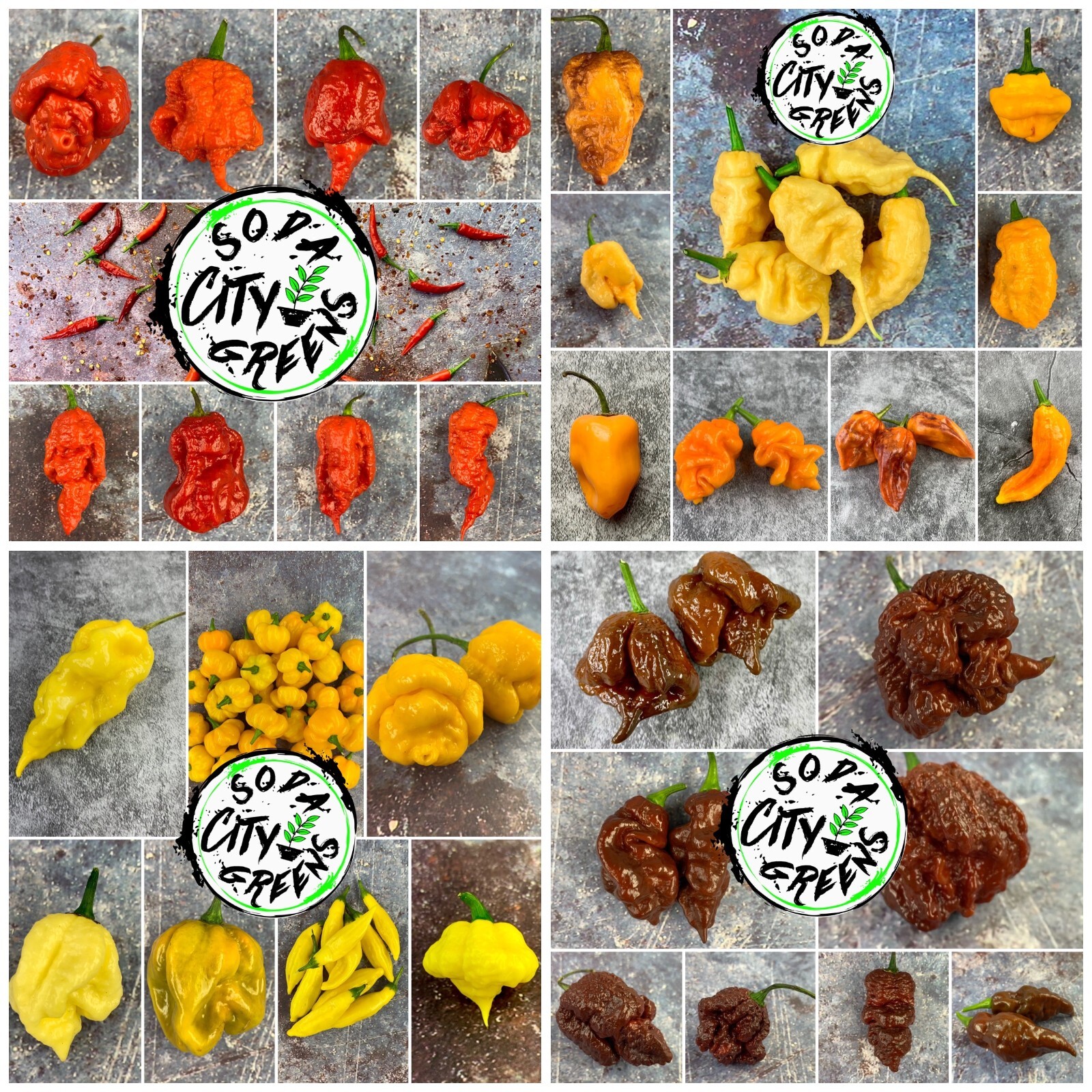 Coolapeno (Heatless Jalapeno) Pepper Seeds 10+ SHIPS FREE!