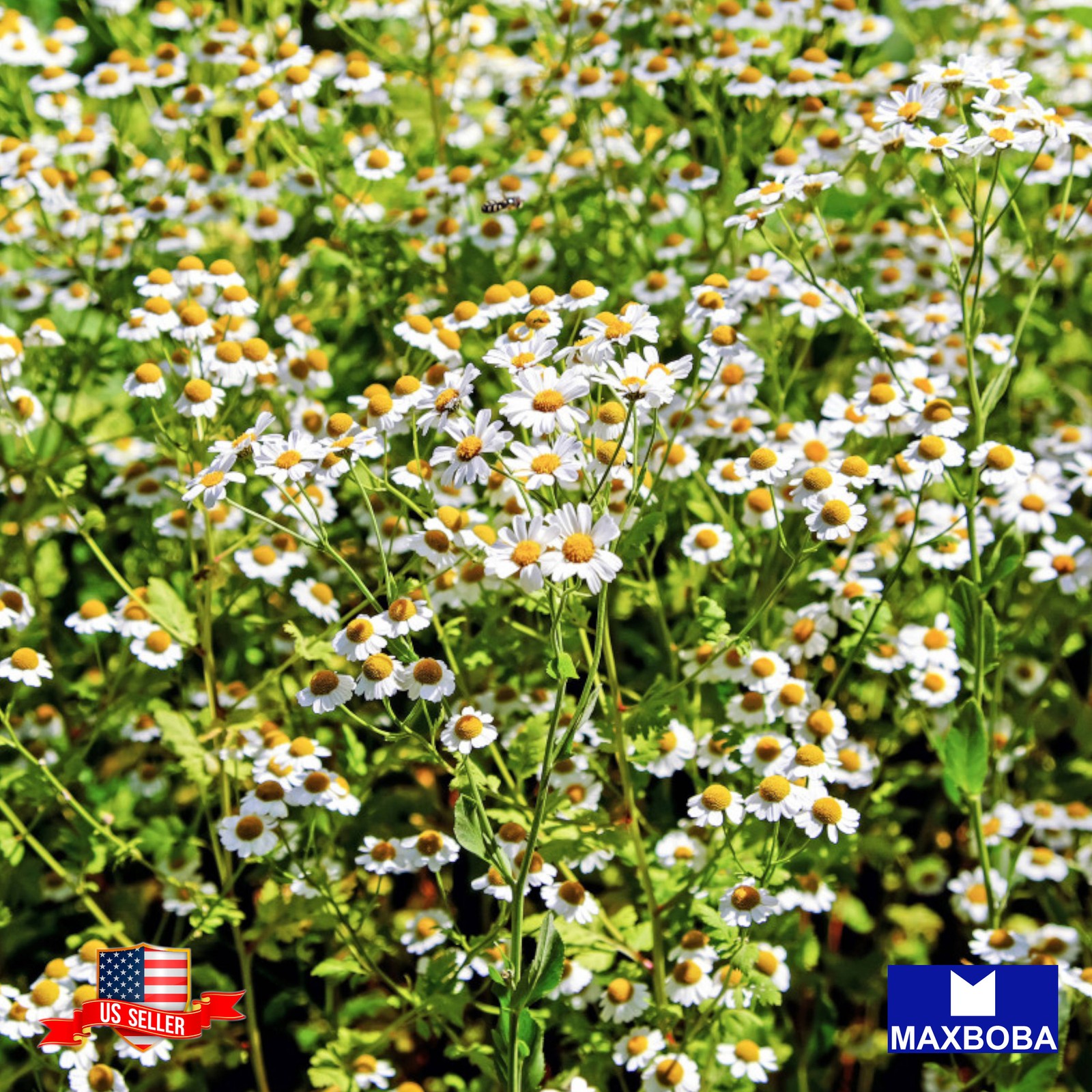 6000 Chamomile Seeds Roman Non-GMO Heirloom