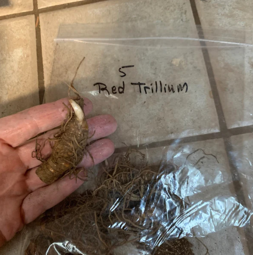 5 Red Trillium Bulbs – Wildflower Roots for Garden – No Ship to AK, HI, PR