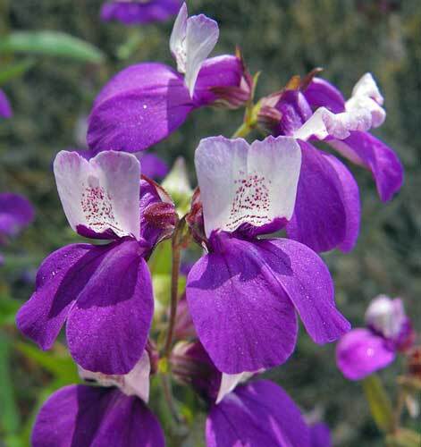 Collinsia heterophylla | Purple Chinese Houses | Innocence | 50 Seeds