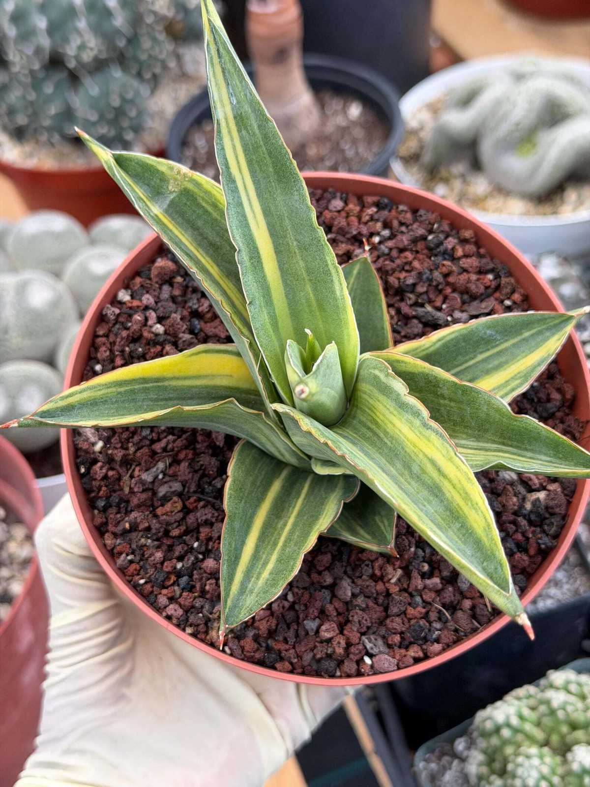 Variegated Sansevieria Andaman | Easy Care House Plant | Live Plant Rich