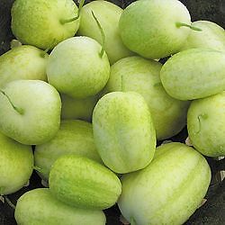 Cucumber Crystal Apple 250 seeds